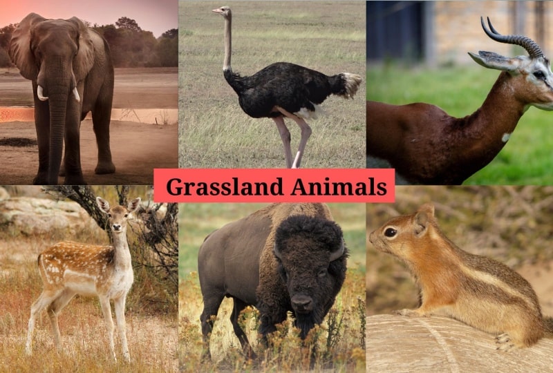 Grassland Animals