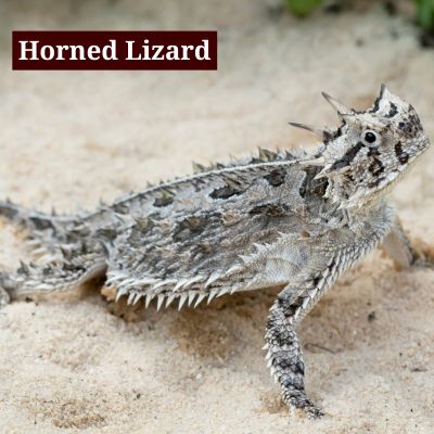 Horned Lizard