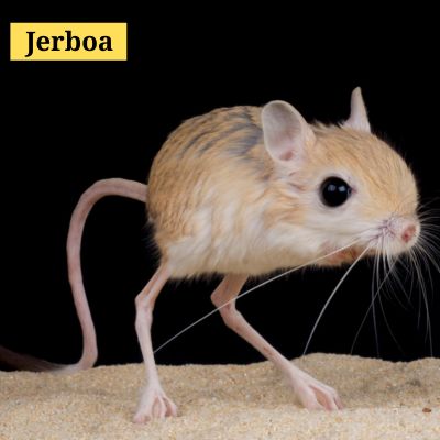 Jerboa