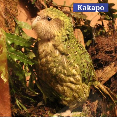 Kakapo