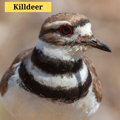 Killdeer