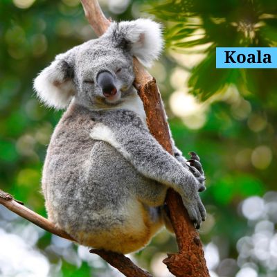 Koala