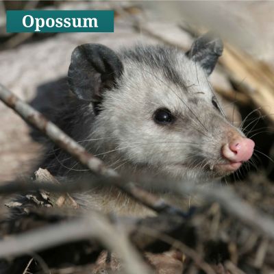 Opossum