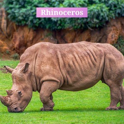 Rhinoceros