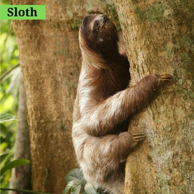 Sloth