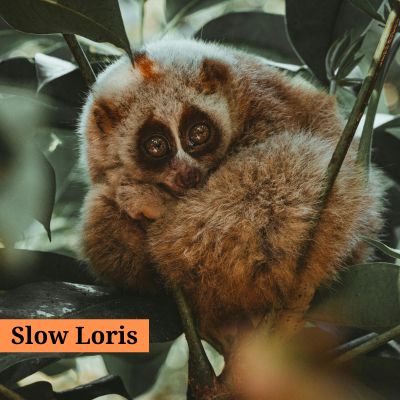 Slow Loris