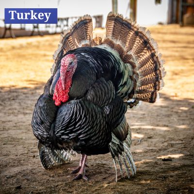 Turkey